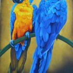 Yingyang Macaw