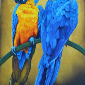 Yingyang Macaw
